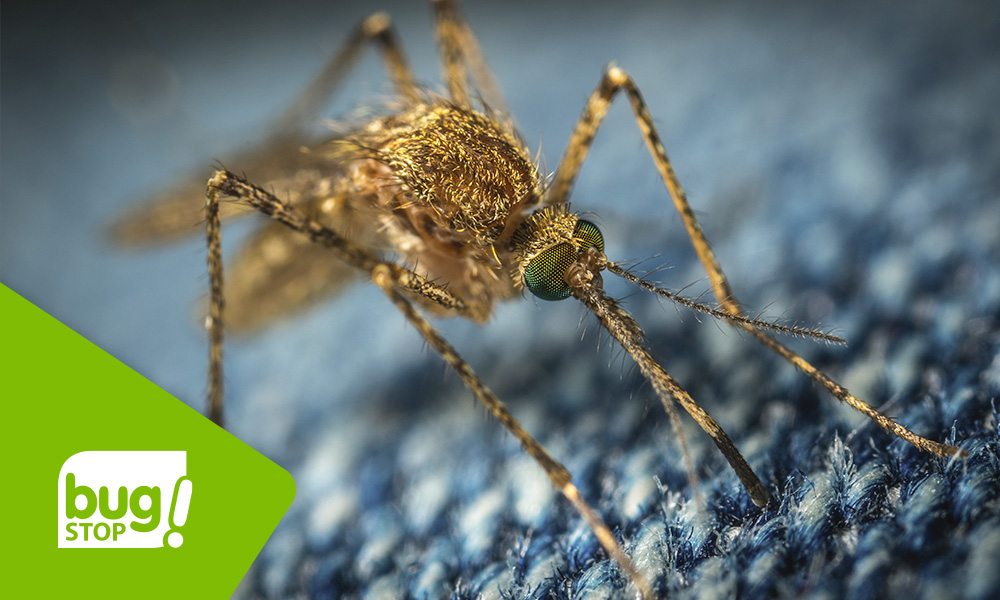 10 cosas que necesitas saber sobre los mosquitos