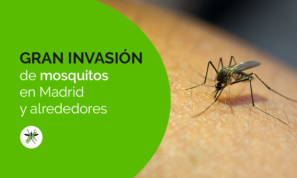 Gran invasión de mosquitos Madrid y alrededores