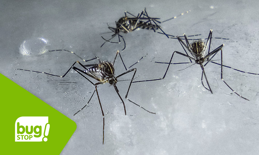 El mosquito resistente al frío llega a Europa