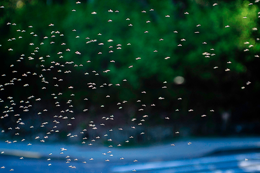 plaga de mosquitos volando